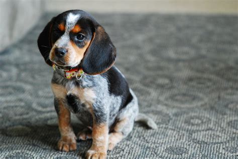This tick coloration describes their speckled greyblack on a white and black base coat color. . Bluetick beagle